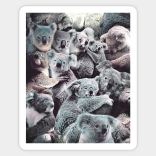 Koalas Sticker